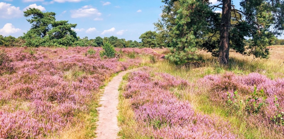 Heide Noord brabant.jpg