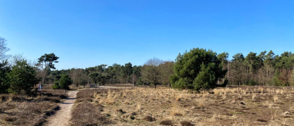 wandeling-stratumsche-heide-groote-heide-12-800x600.jpg